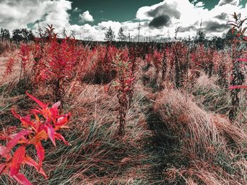 Red flowering plants on field against sky