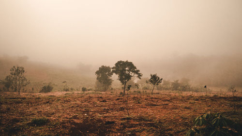 Trees on field against sky