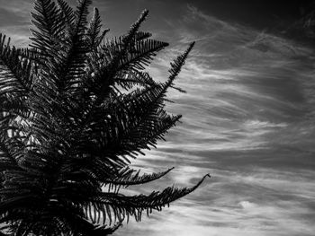 Low angle view of palm tree against sky