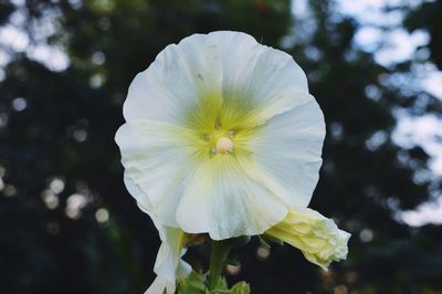 Close-up of white flower