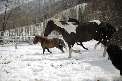 Horses on field during winter