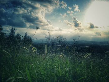 Grass on field against sky