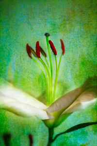 Close-up of flower