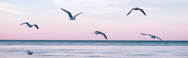 Seagulls flying over sea against sky