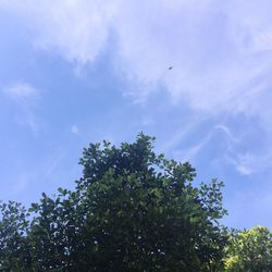 Low angle view of trees against blue sky