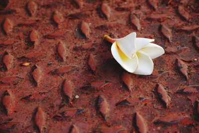 High angle view of white rose on rock