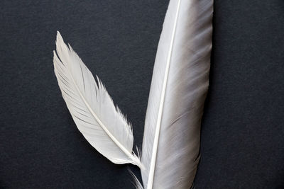 High angle view of white bird flying