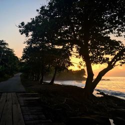 Pathway along trees and lake at sunset