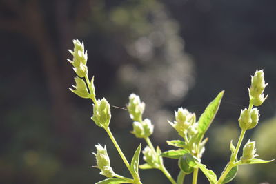 Close-up of flowering plant