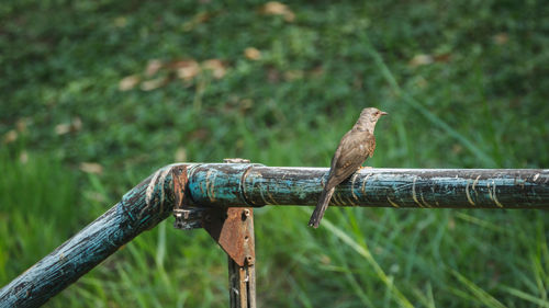 Close-up of lizard on wood