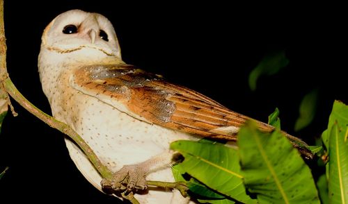 Close-up of bird against black background