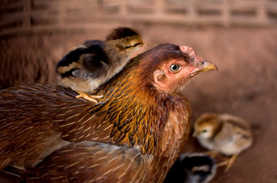 Close-up of hen and chicks