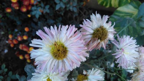 Close-up of flowers blooming outdoors