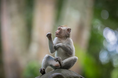 Monkey looking away on tree