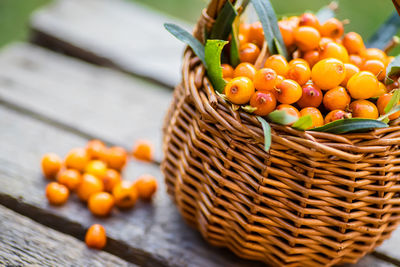 Berries hippophae and leaves. basket of sea buckthorns. harvest sallowthorn. collecting ripe berries