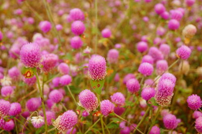 Close-up of pink flowering plants on field