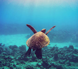 Close-up of turtle swimming in sea