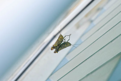 High angle view of insect on leaf