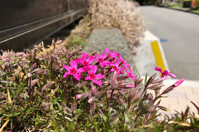 Close-up of pink flowering plants