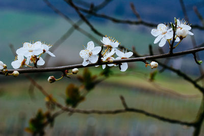 Close-up of white cherry blossoms in spring