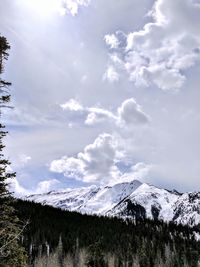 Low angle view of trees against sky