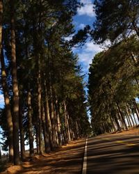 Road amidst trees in forest against sky