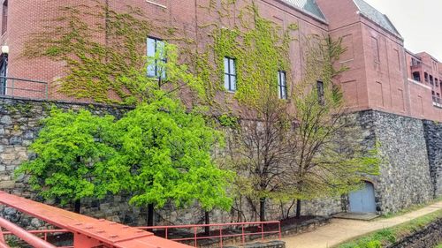 Low angle view of ivy on building