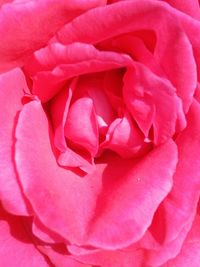 Full frame shot of pink flower