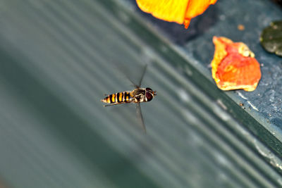 High angle view of insect on leaves