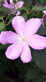 Close-up of pink flower