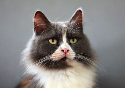 Close-up portrait of a cat