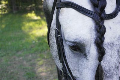 Close-up of horse on field