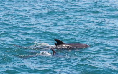 View of dolphin in sea