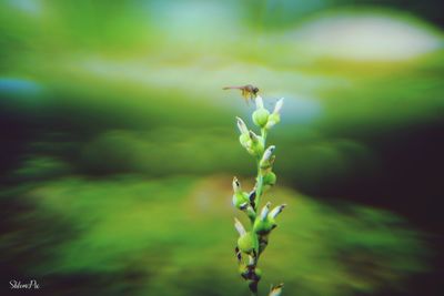 Close-up of insect on plant