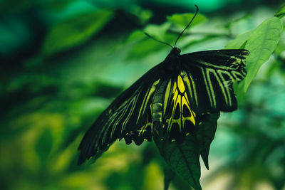 Close-up of butterfly on leaf