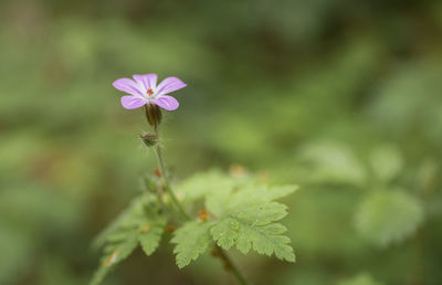 Close-up of flowering plant