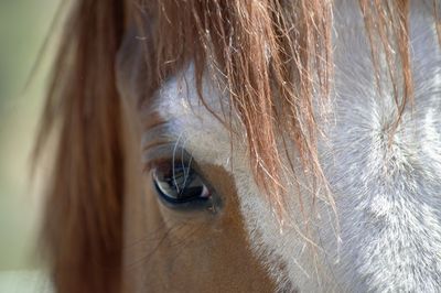 Close-up of woman looking away