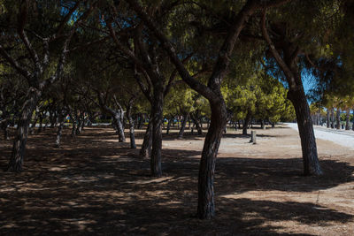 Trees in park