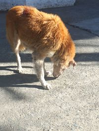 View of a dog on street