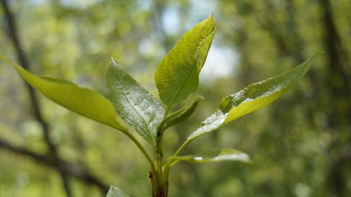 Close-up of raindrops on leaves
