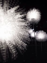 Low angle view of dandelion at night