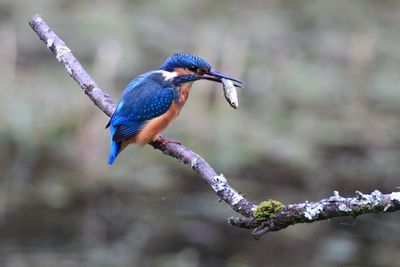 Close-up of bird perching on branch