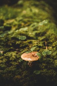 Close-up of mushroom growing on field