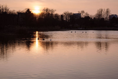 Silhouette of ducks swimming in lake during sunset