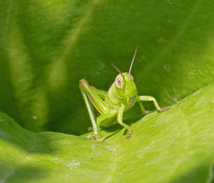 Close-up of insect on leaf