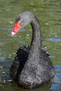Black swan swimming in a lake