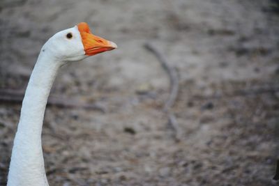 Close-up of a bird looking away