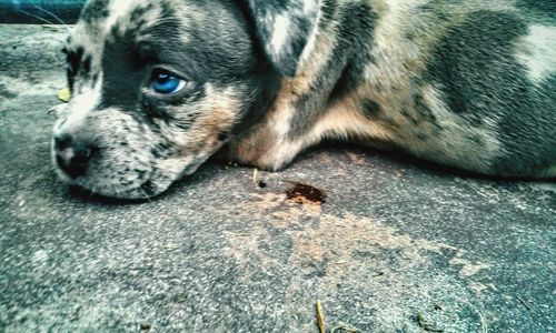 Dog lying on the ground