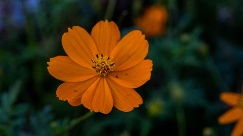 Close-up of orange cosmos flower