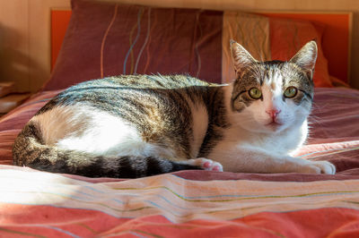 Portrait of cat resting on bed at home